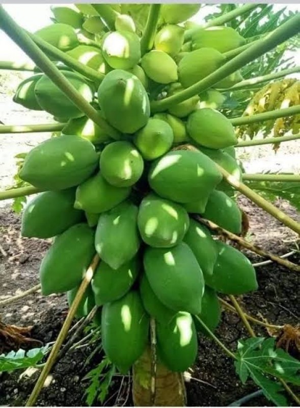 Picture for Papaya 