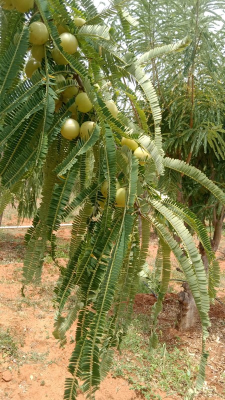 Picture for gooseberry