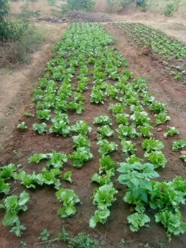 User's picture