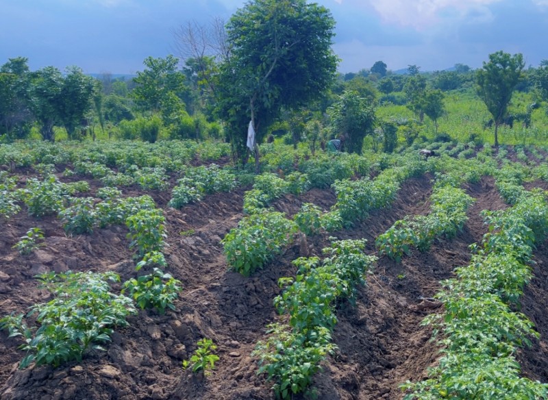 Picture of Papi’s farm