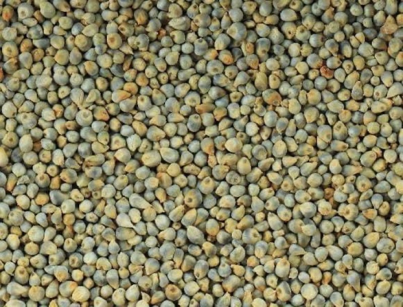 Picture for Green Millet (Bajra)