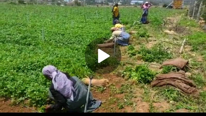 Picture of Rekha hari farms