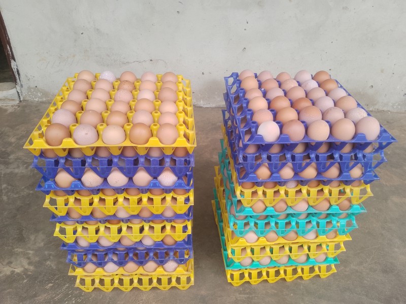 Picture for Pullet eggs