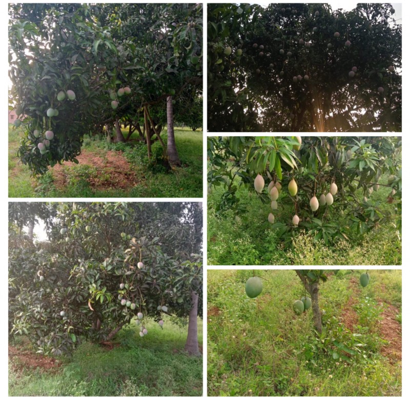 Picture for Fresh Mangoes