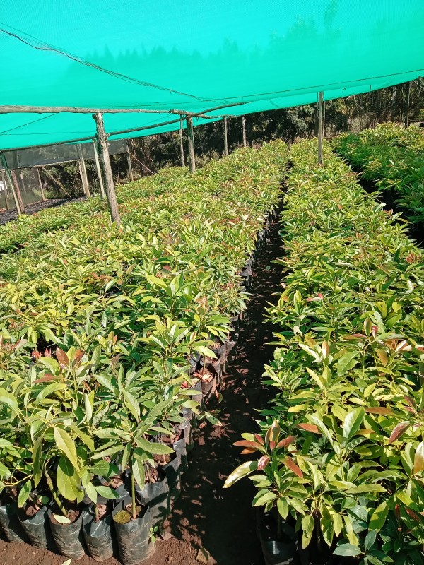 Picture for Avocado seedlings 