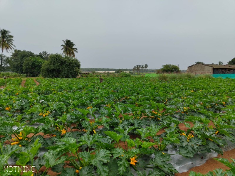Picture of School Boy Farms 
