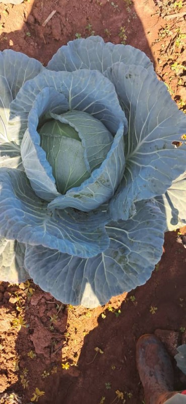Picture for Fresh cabbages 