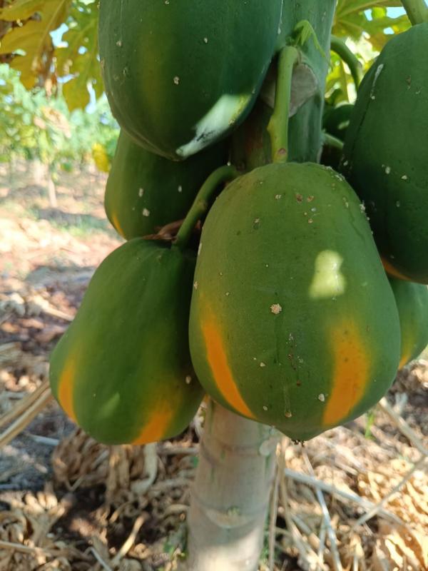 Picture of Papaya Farm