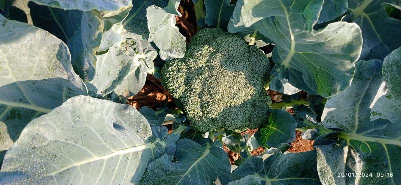 Picture of Brocolli farm