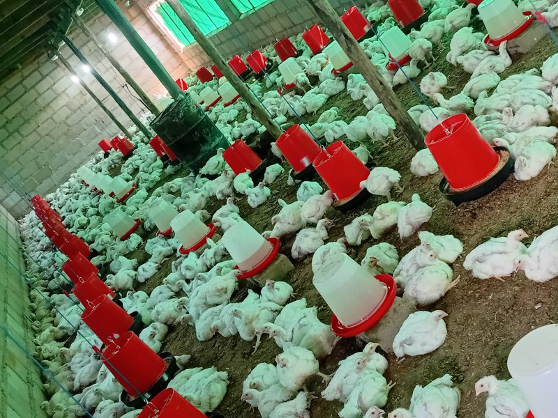 Picture for Broilers chickens 