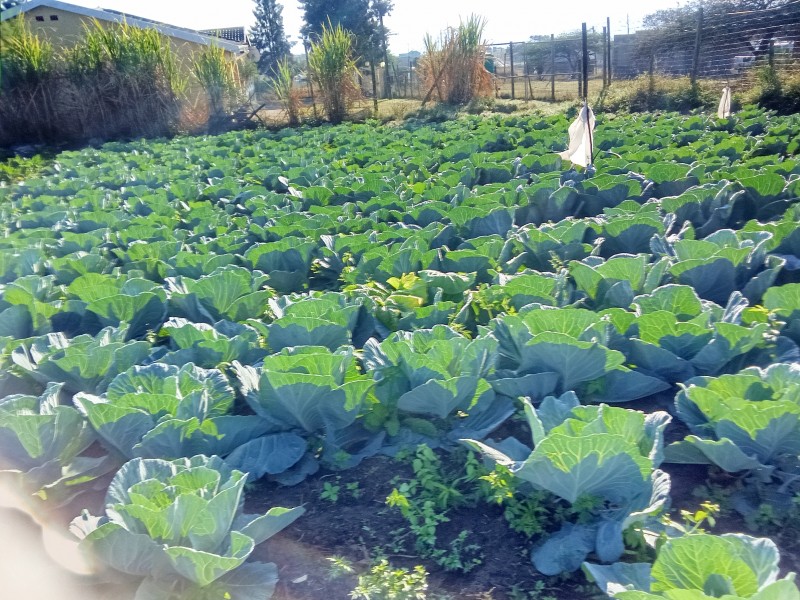 Picture of Limitless crops