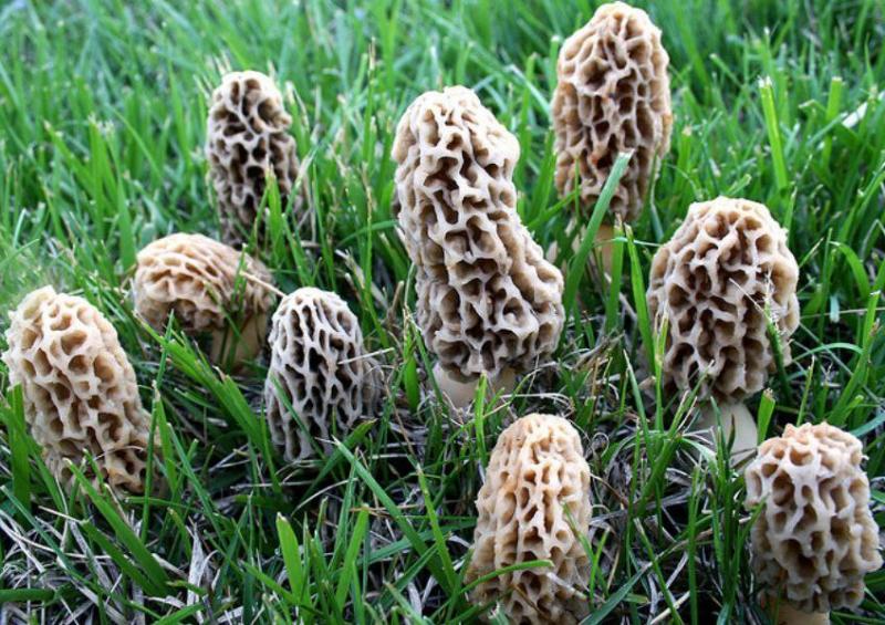 Picture for Himalayan morels