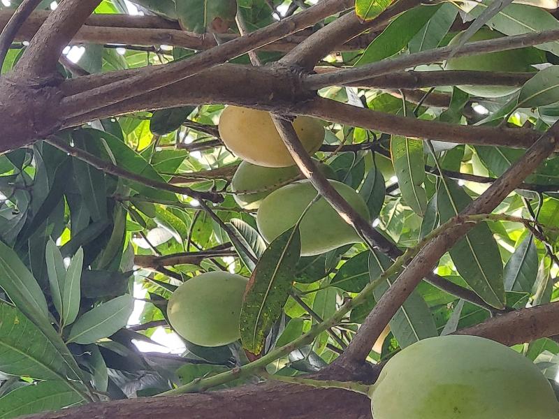Picture for Organic Mangoes-Banginapalli,  Dasheri and Rasalu