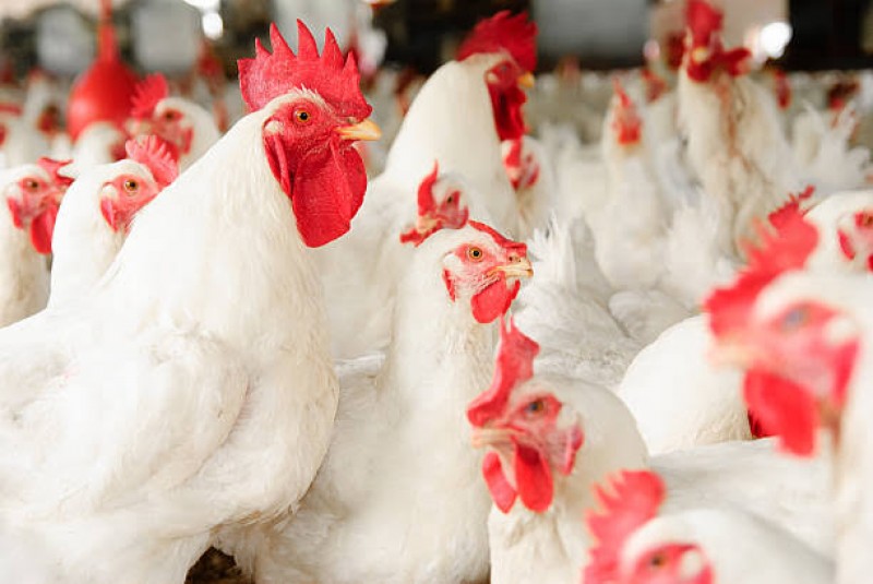 Picture of Order to generation poultry farm
