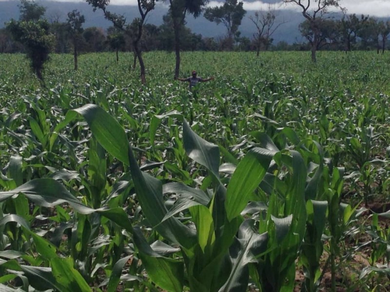 Picture for Biopower plus organic seaweed fertilizer 