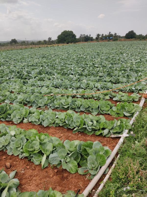 Picture for Tomato and cabbage