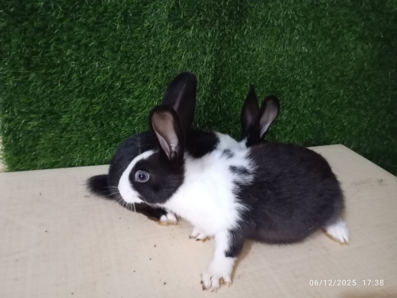 Picture of Booro rabitrary 