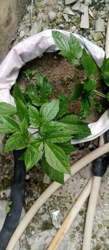 Picture of Sogolosomtin