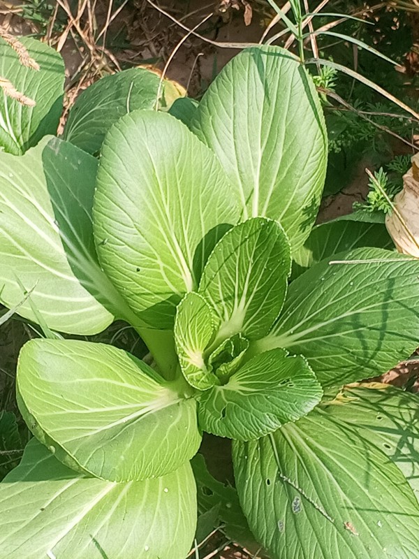 Picture of Fresh vegetables 