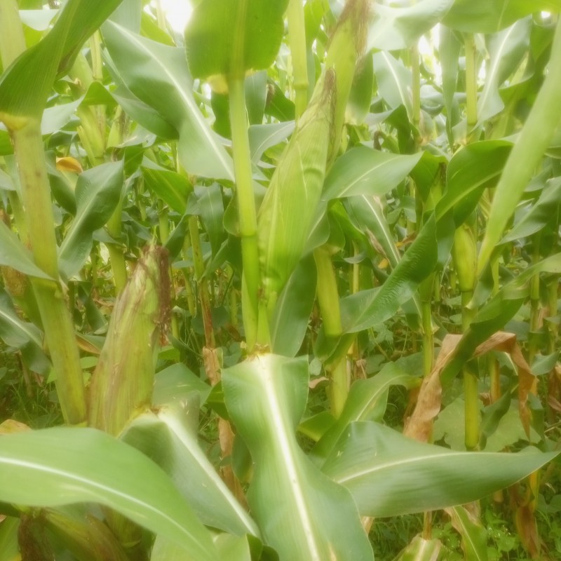 Picture of Maize farming 