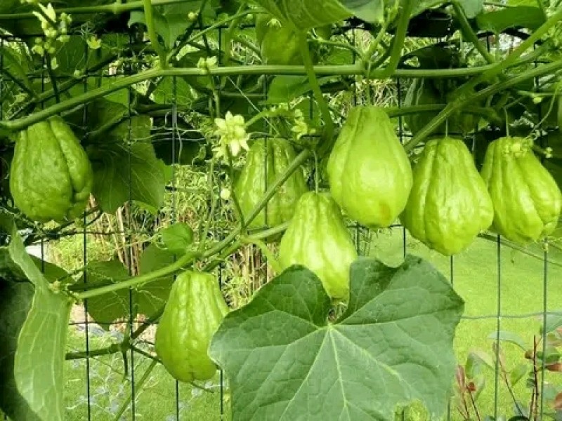 Picture of Fresh farm