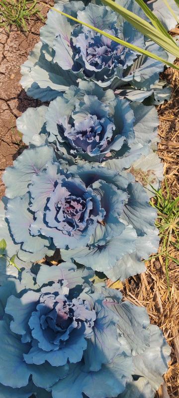 Picture of padmavti agro