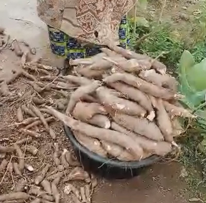 Picture of Cucumber farm 
