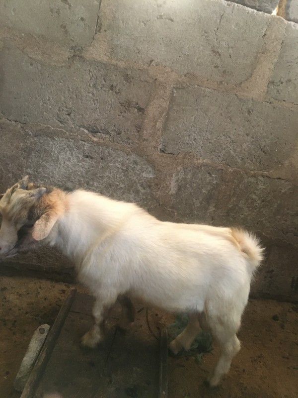 Picture for Goat 