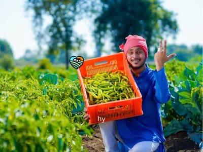 Farmer offering fresh chili peppers from the field