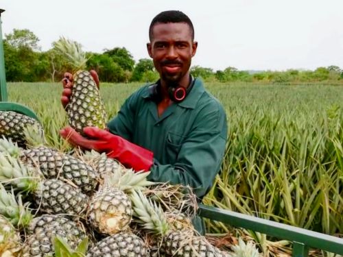 Farmer holding a pineapple at the marketplace