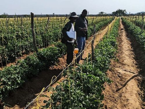Farmers working in a green field
